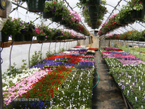 Annuals in Greenhouse